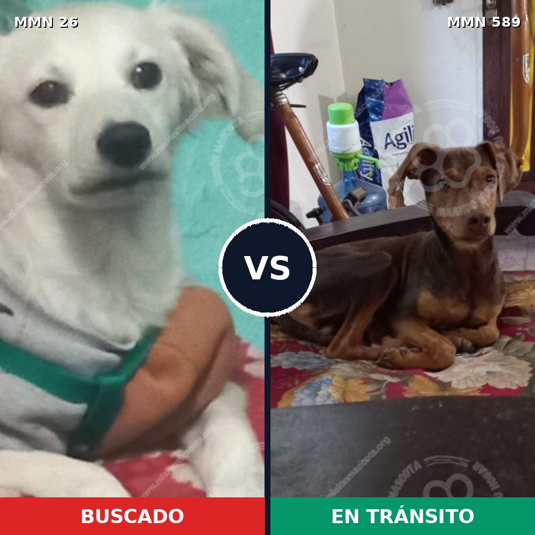 Comparativa MMS 19823: mascota perdida y mascota encontrada, 60% de similitud