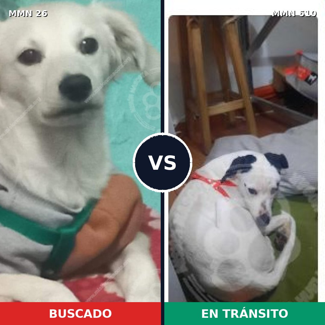 Comparativa MMS 19824: mascota perdida y mascota encontrada, 60% de similitud