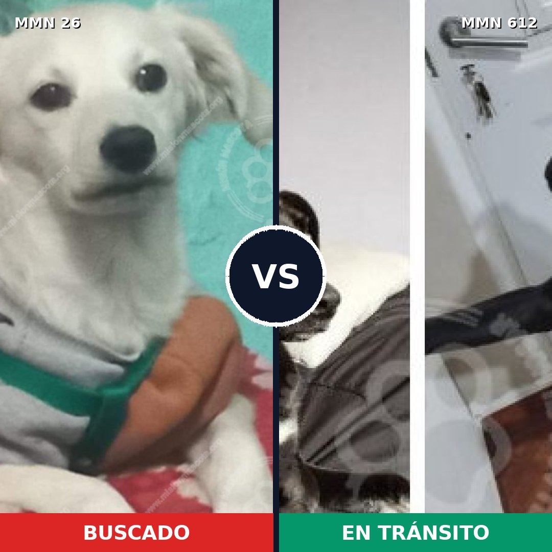 Comparativa MMS 19825: mascota perdida y mascota encontrada, 53% de similitud