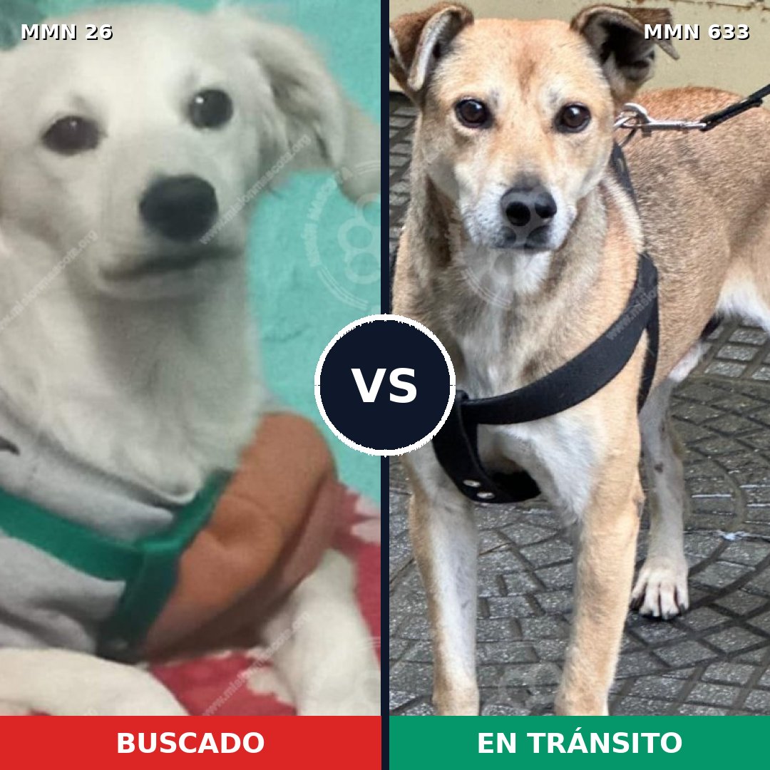 Comparativa MMS 19826: mascota perdida y mascota encontrada, 60% de similitud