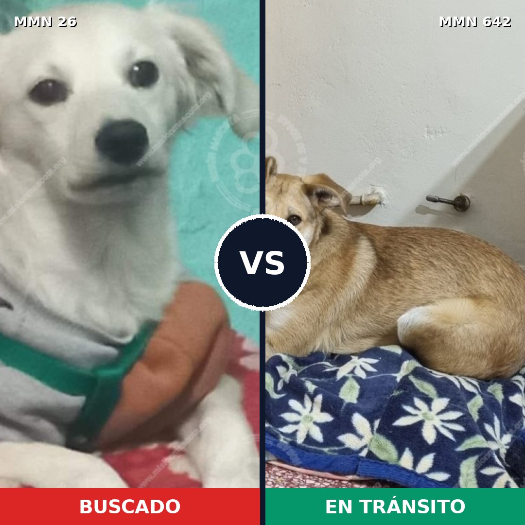 Comparativa MMS 19827: mascota perdida y mascota encontrada, 46% de similitud