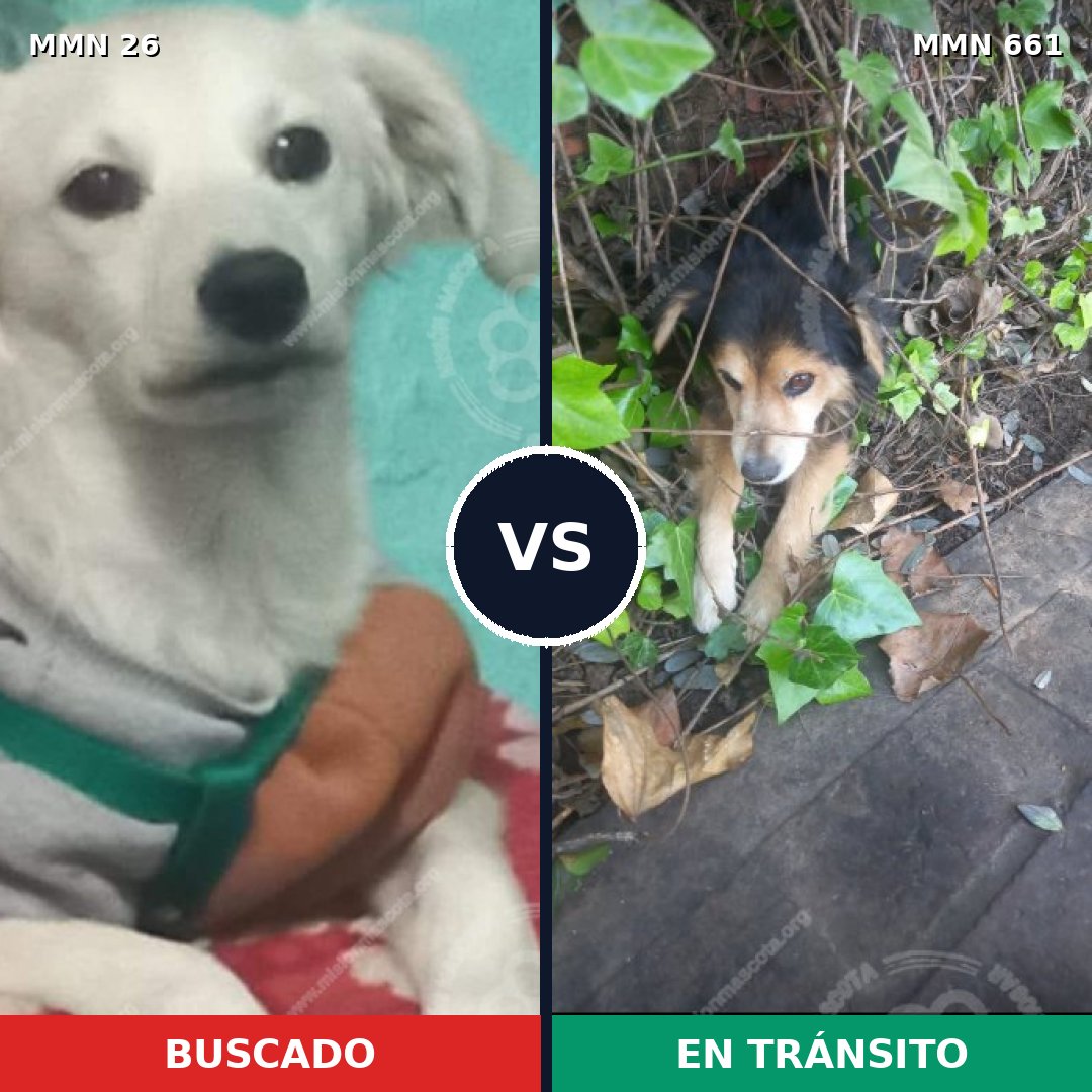 Comparativa MMS 19829: mascota perdida y mascota encontrada, 43% de similitud