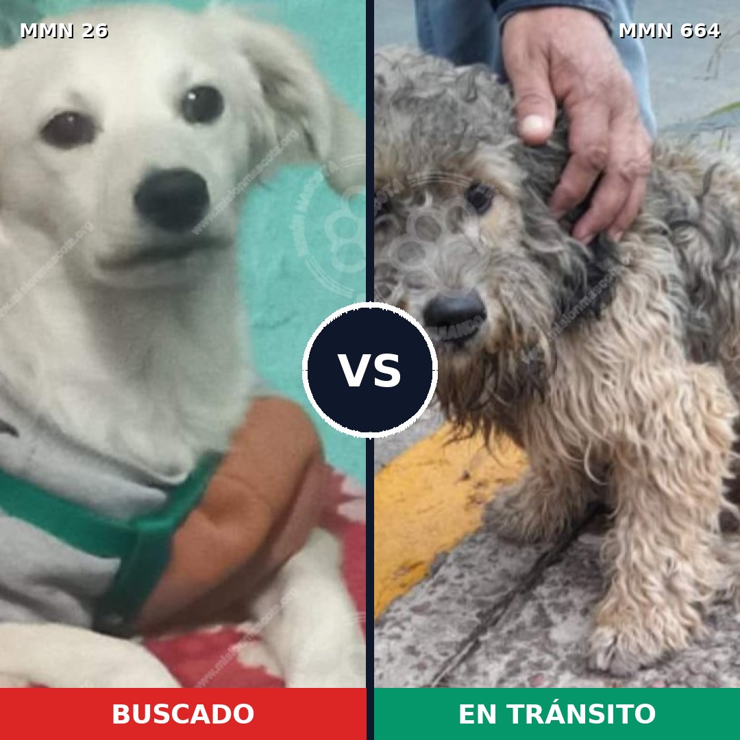 Comparativa MMS 19830: mascota perdida y mascota encontrada, 57% de similitud