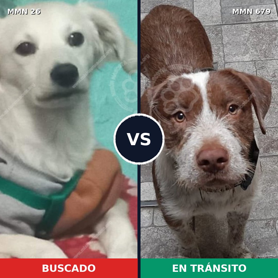 Comparativa MMS 19832: mascota perdida y mascota encontrada, 44% de similitud
