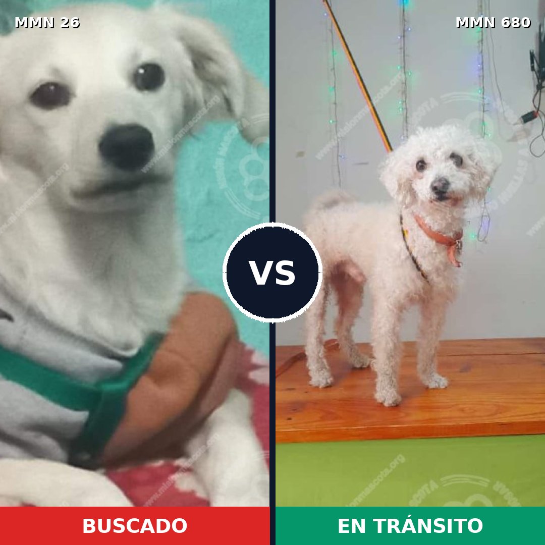 Comparativa MMS 19833: mascota perdida y mascota encontrada, 48% de similitud