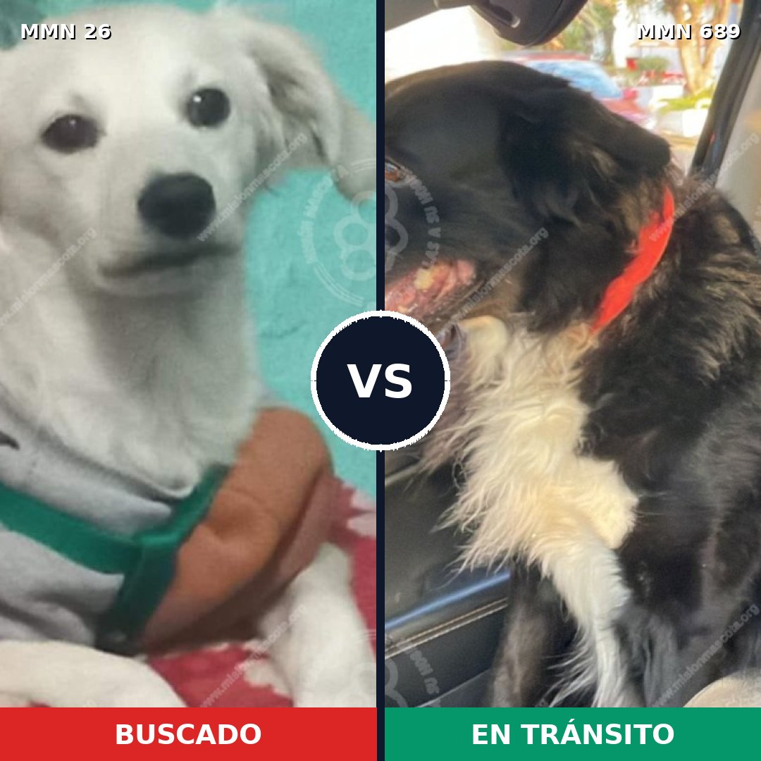 Comparativa MMS 19835: mascota perdida y mascota encontrada, 33% de similitud