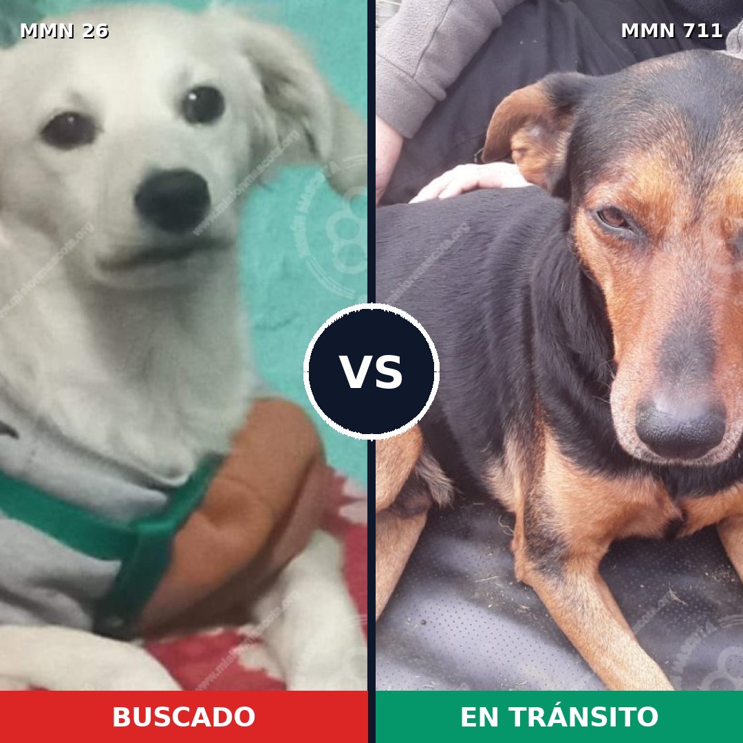 Comparativa MMS 19836: mascota perdida y mascota encontrada, 36% de similitud