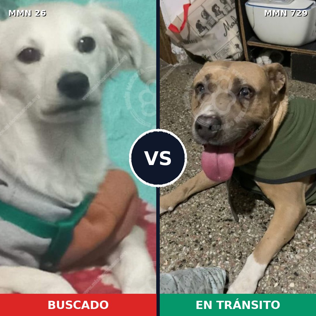 Comparativa MMS 19838: mascota perdida y mascota encontrada, 24% de similitud
