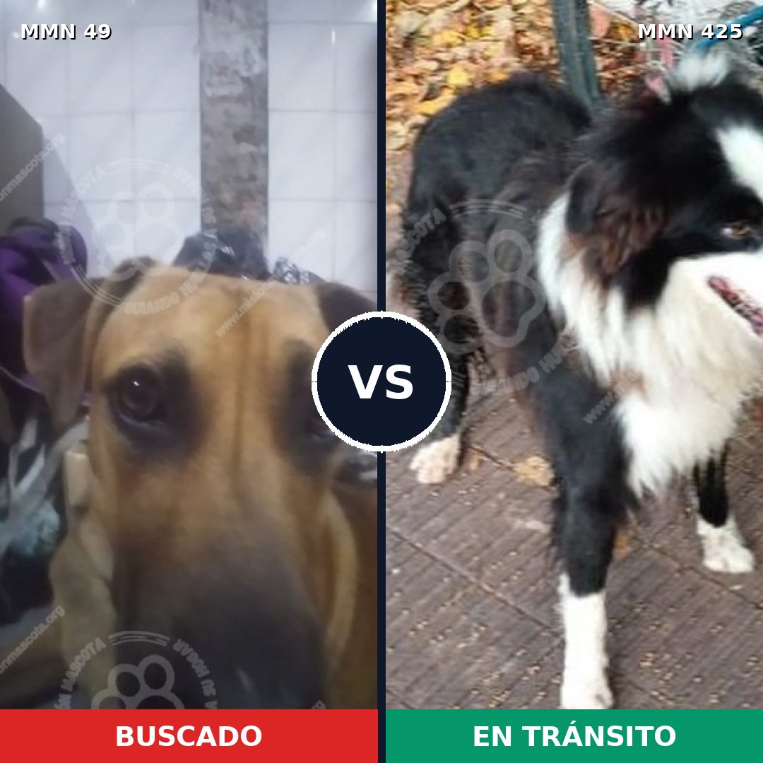 Comparativa MMS 1984: mascota perdida y mascota encontrada, 67% de similitud