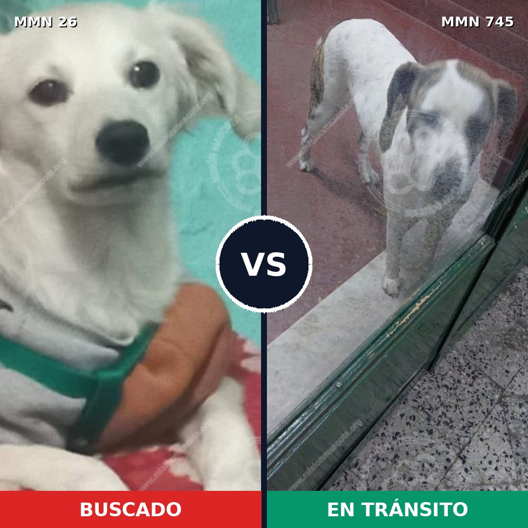 Comparativa MMS 19840: mascota perdida y mascota encontrada, 33% de similitud
