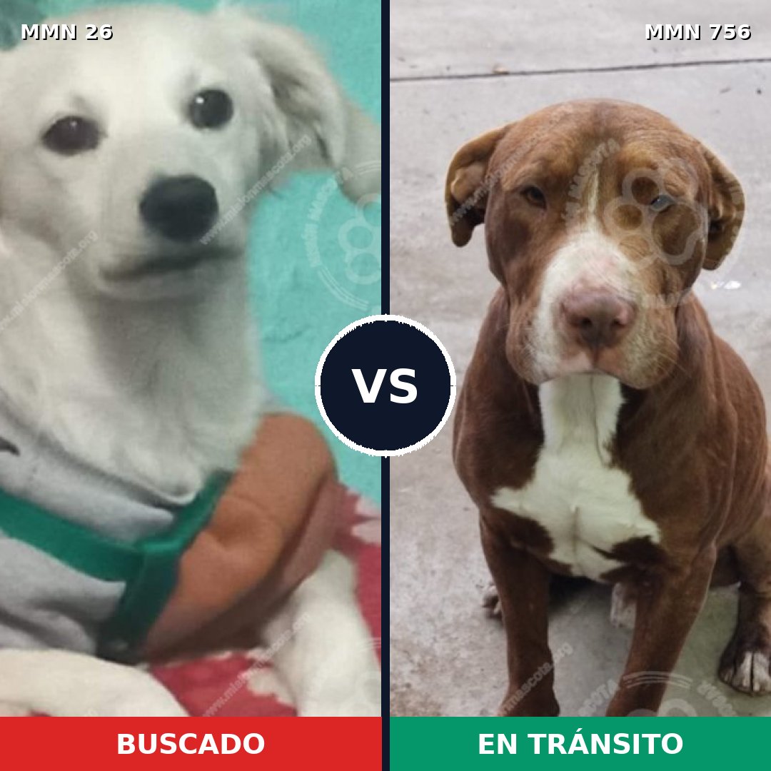 Comparativa MMS 19842: mascota perdida y mascota encontrada, 21% de similitud