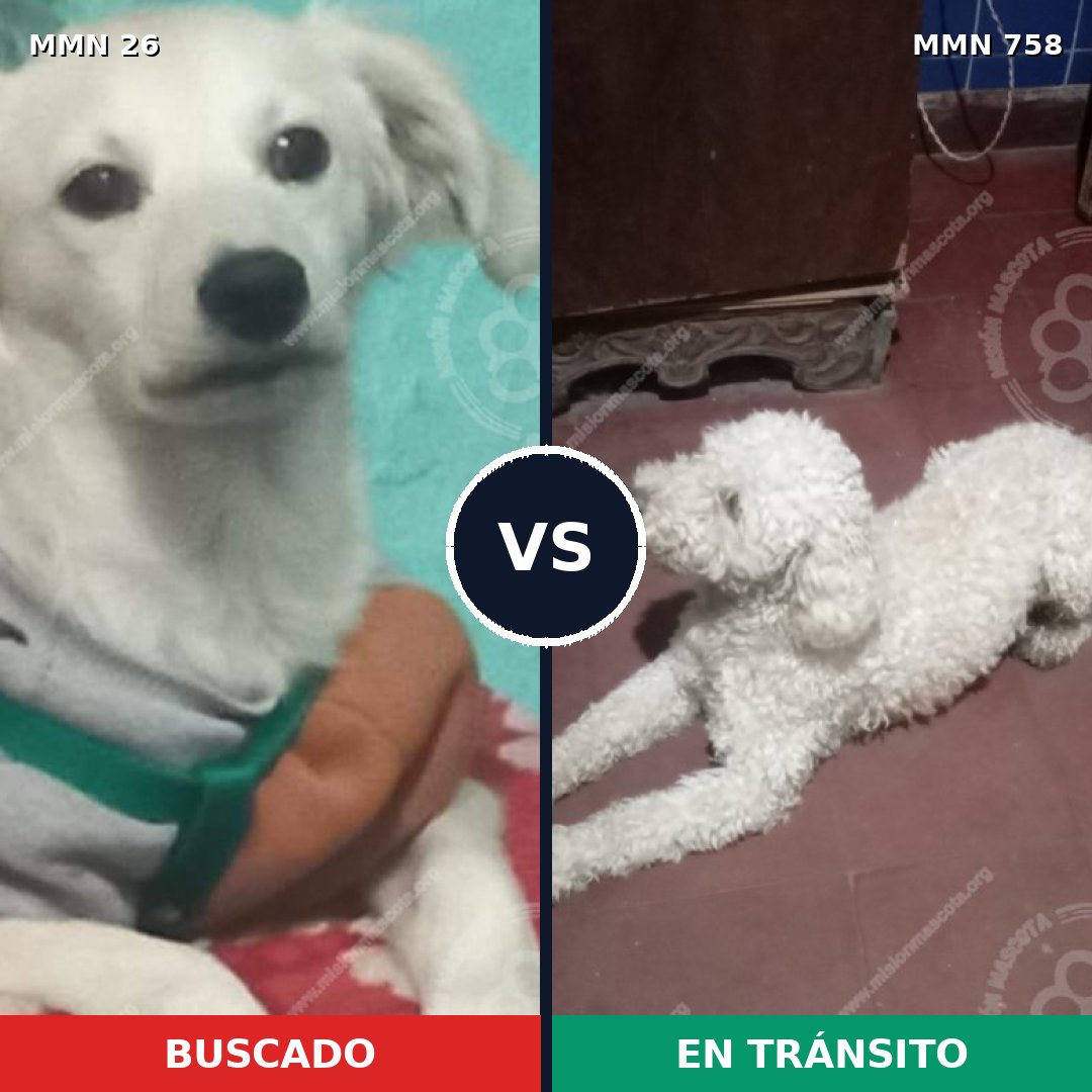 Comparativa MMS 19843: mascota perdida y mascota encontrada, 49% de similitud
