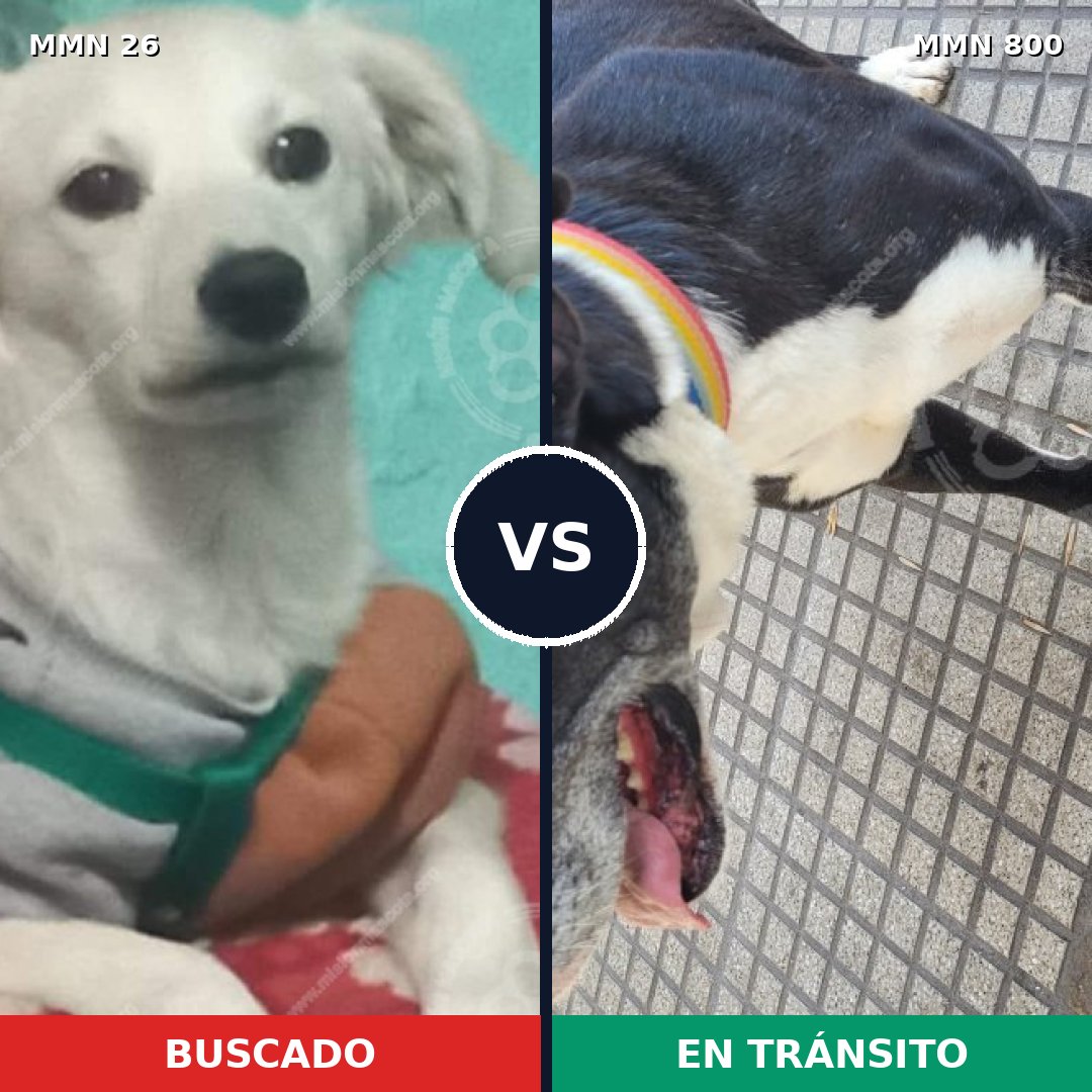 Comparativa MMS 19844: mascota perdida y mascota encontrada, 21% de similitud