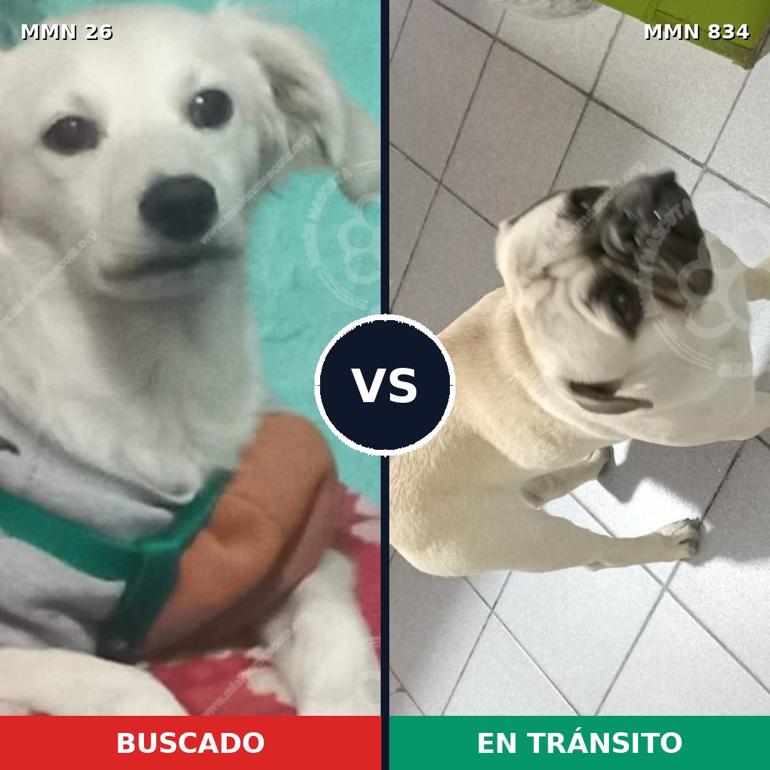 Comparativa MMS 19845: mascota perdida y mascota encontrada, 35% de similitud