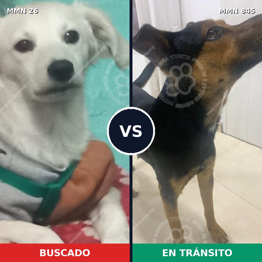 Comparativa MMS 19846: mascota perdida y mascota encontrada, 60% de similitud