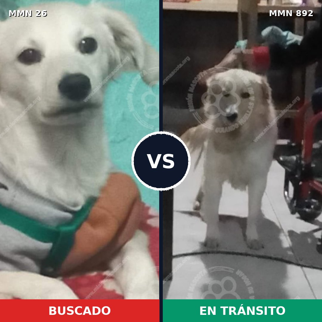 Comparativa MMS 19849: mascota perdida y mascota encontrada, 52% de similitud