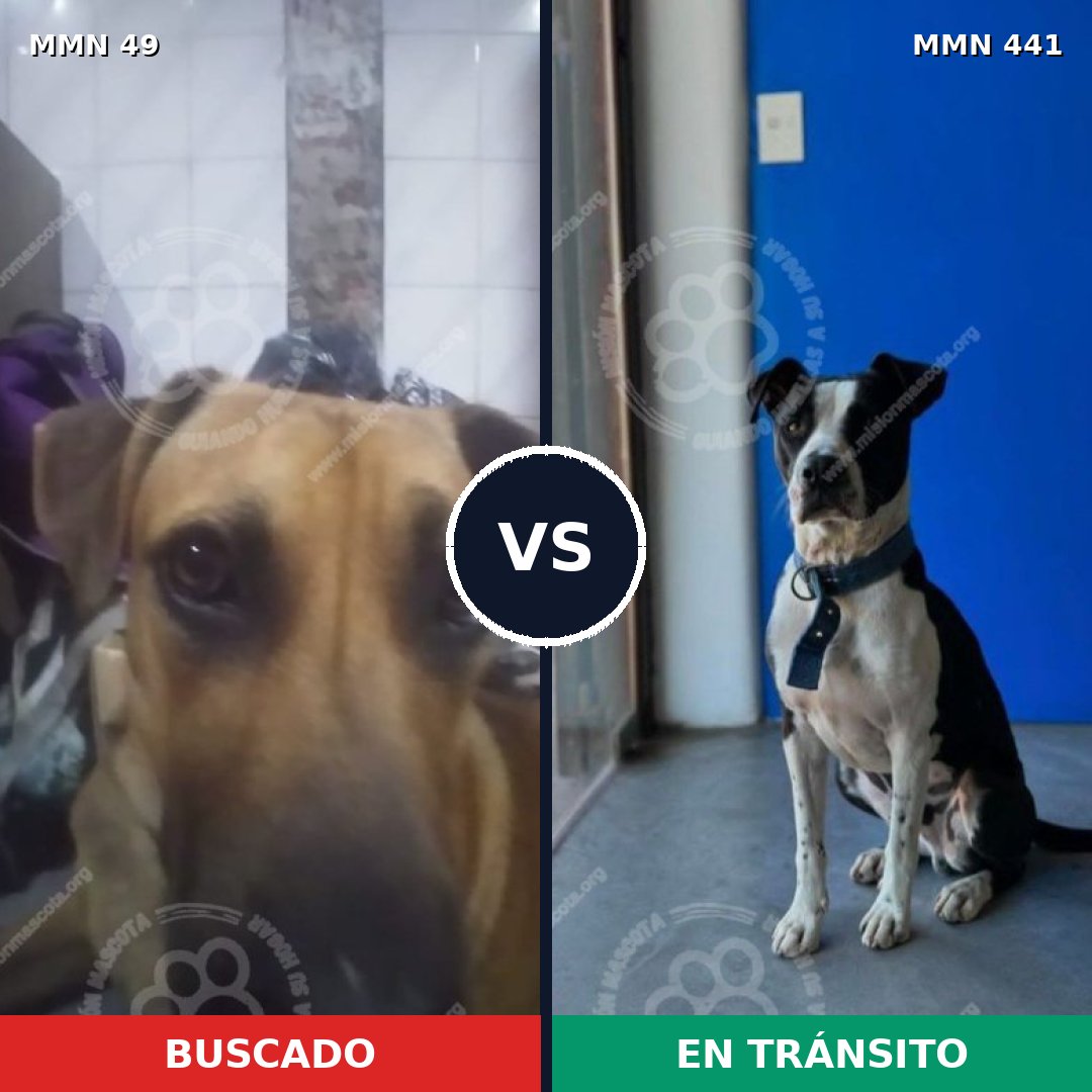 Comparativa MMS 1985: mascota perdida y mascota encontrada, 71% de similitud