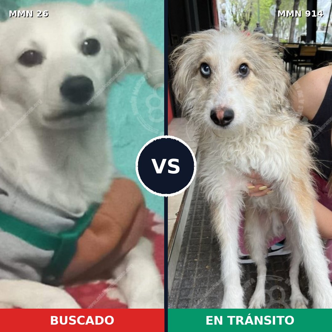 Comparativa MMS 19850: mascota perdida y mascota encontrada, 50% de similitud
