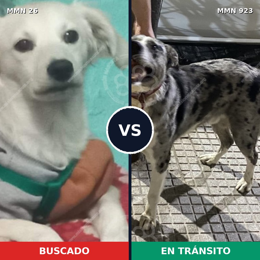 Comparativa MMS 19851: mascota perdida y mascota encontrada, 61% de similitud