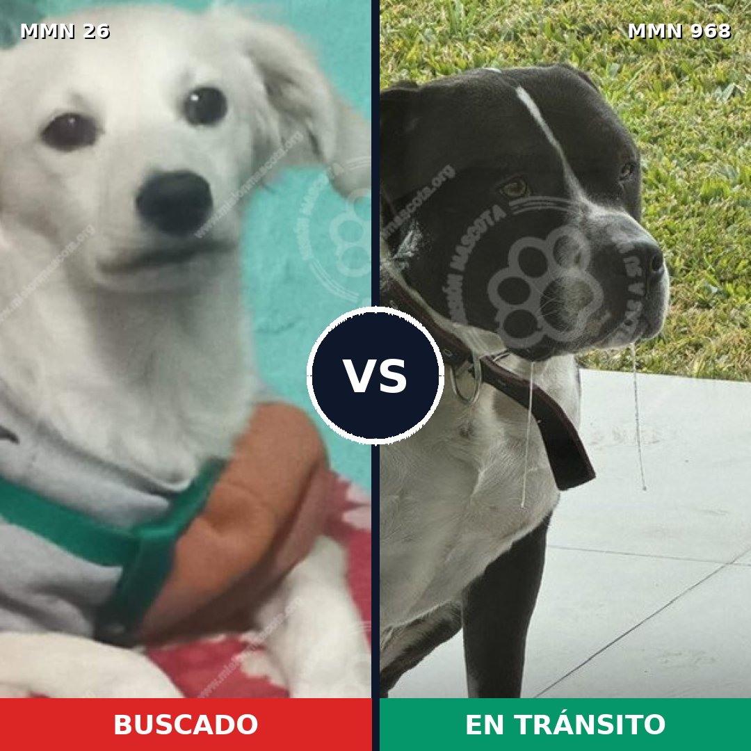 Comparativa MMS 19852: mascota perdida y mascota encontrada, 23% de similitud