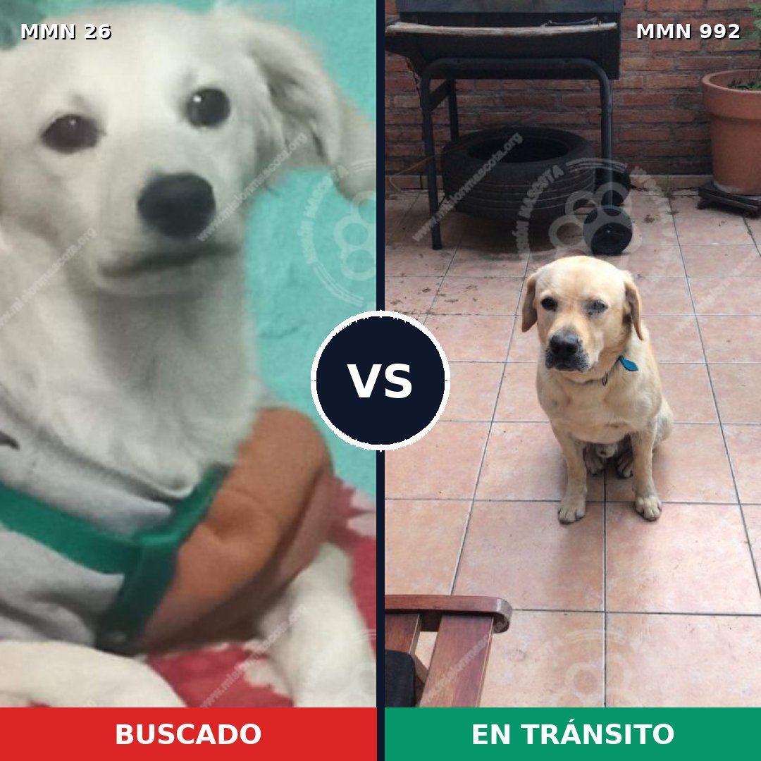 Comparativa MMS 19853: mascota perdida y mascota encontrada, 41% de similitud