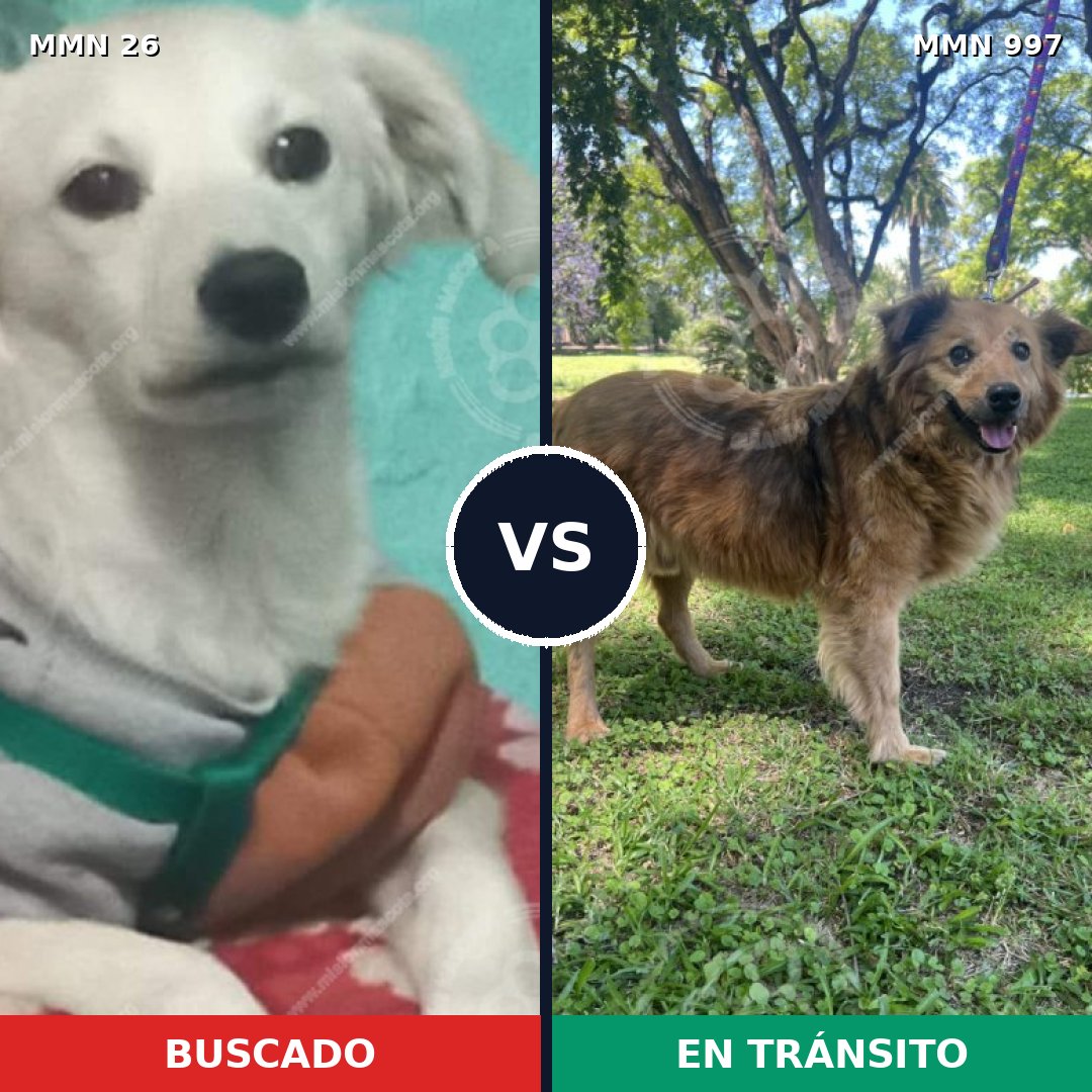 Comparativa MMS 19854: mascota perdida y mascota encontrada, 57% de similitud