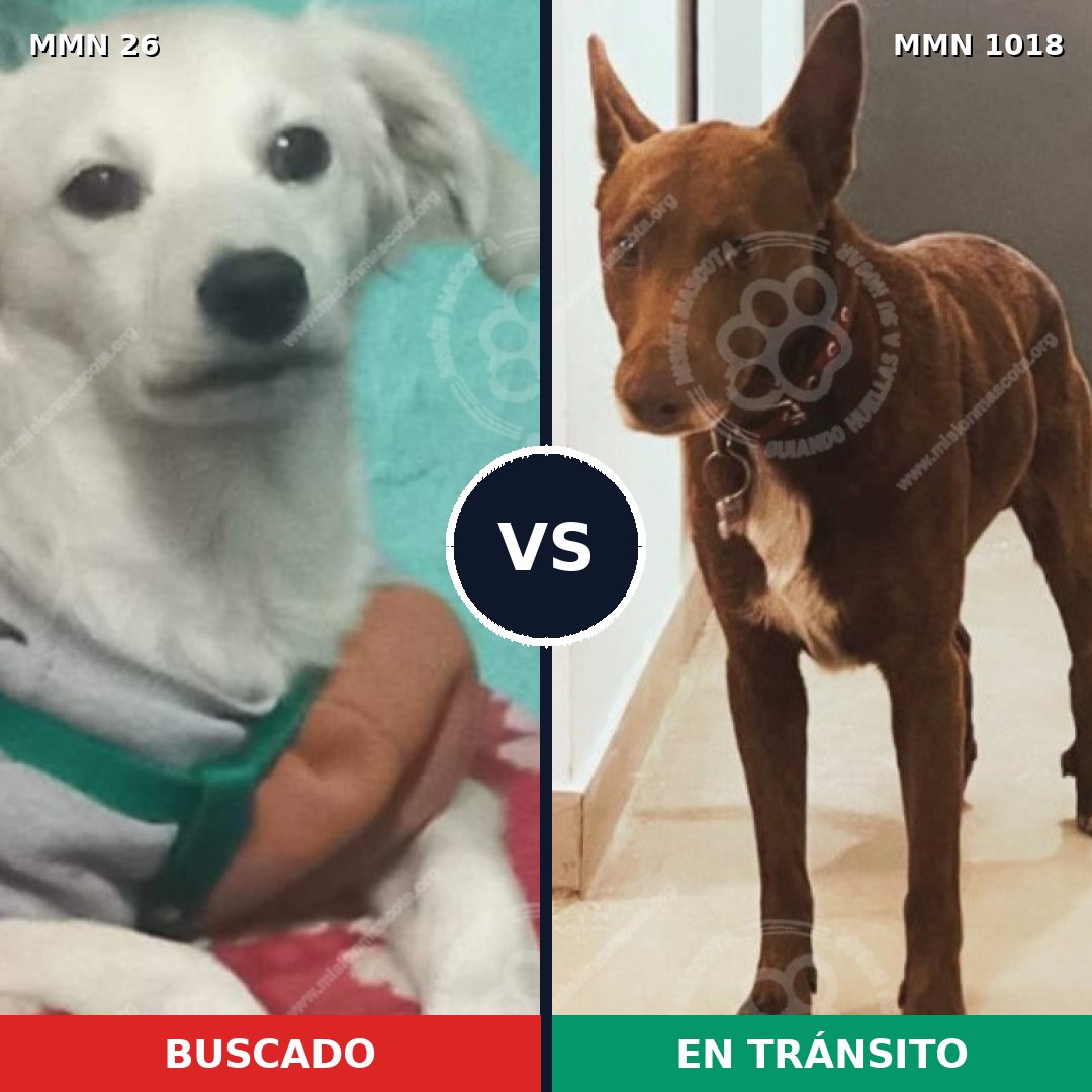 Comparativa MMS 19855: mascota perdida y mascota encontrada, 52% de similitud