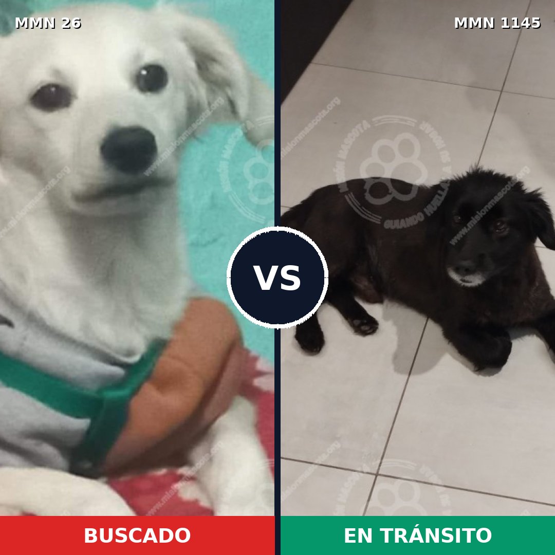 Comparativa MMS 19858: mascota perdida y mascota encontrada, 55% de similitud