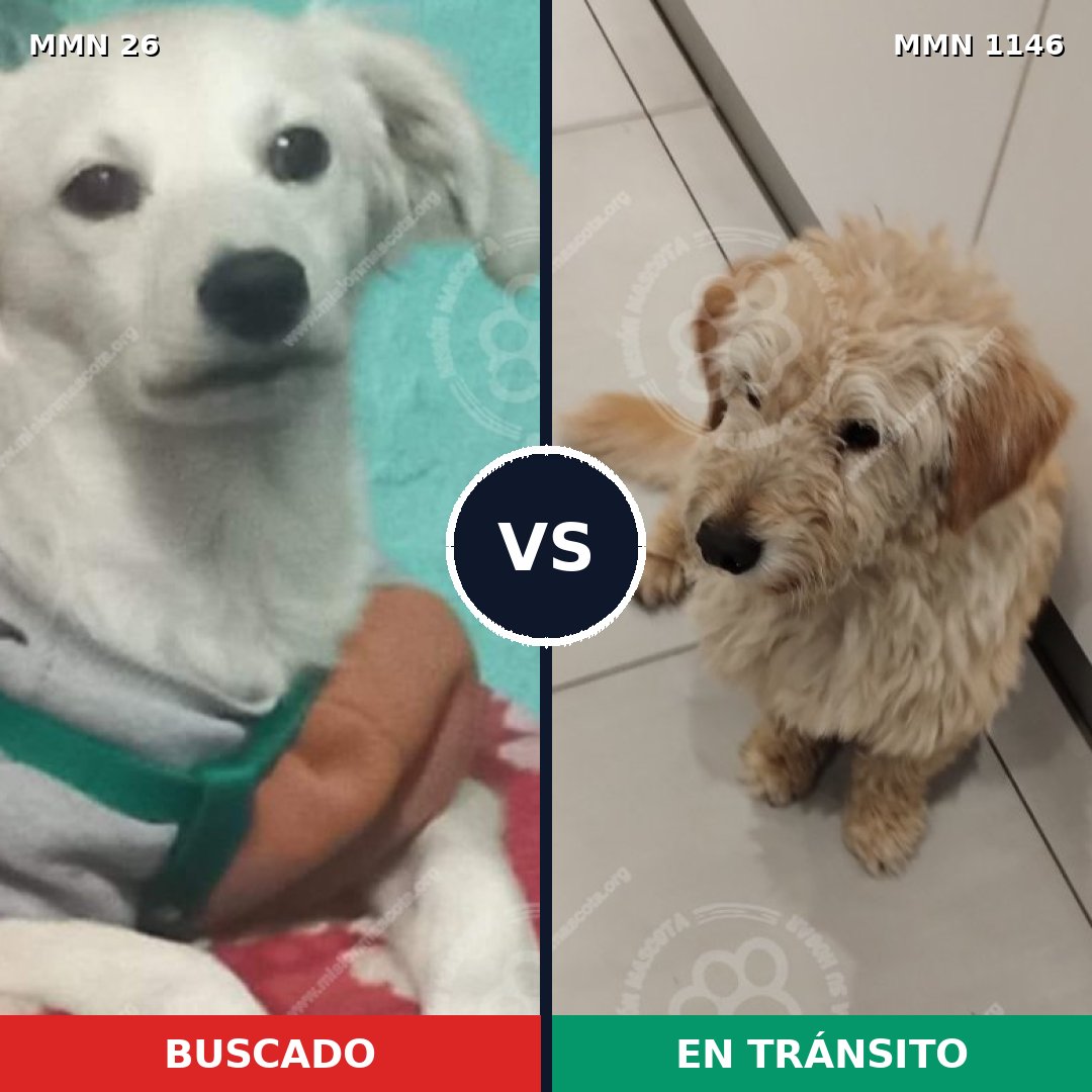 Comparativa MMS 19859: mascota perdida y mascota encontrada, 52% de similitud