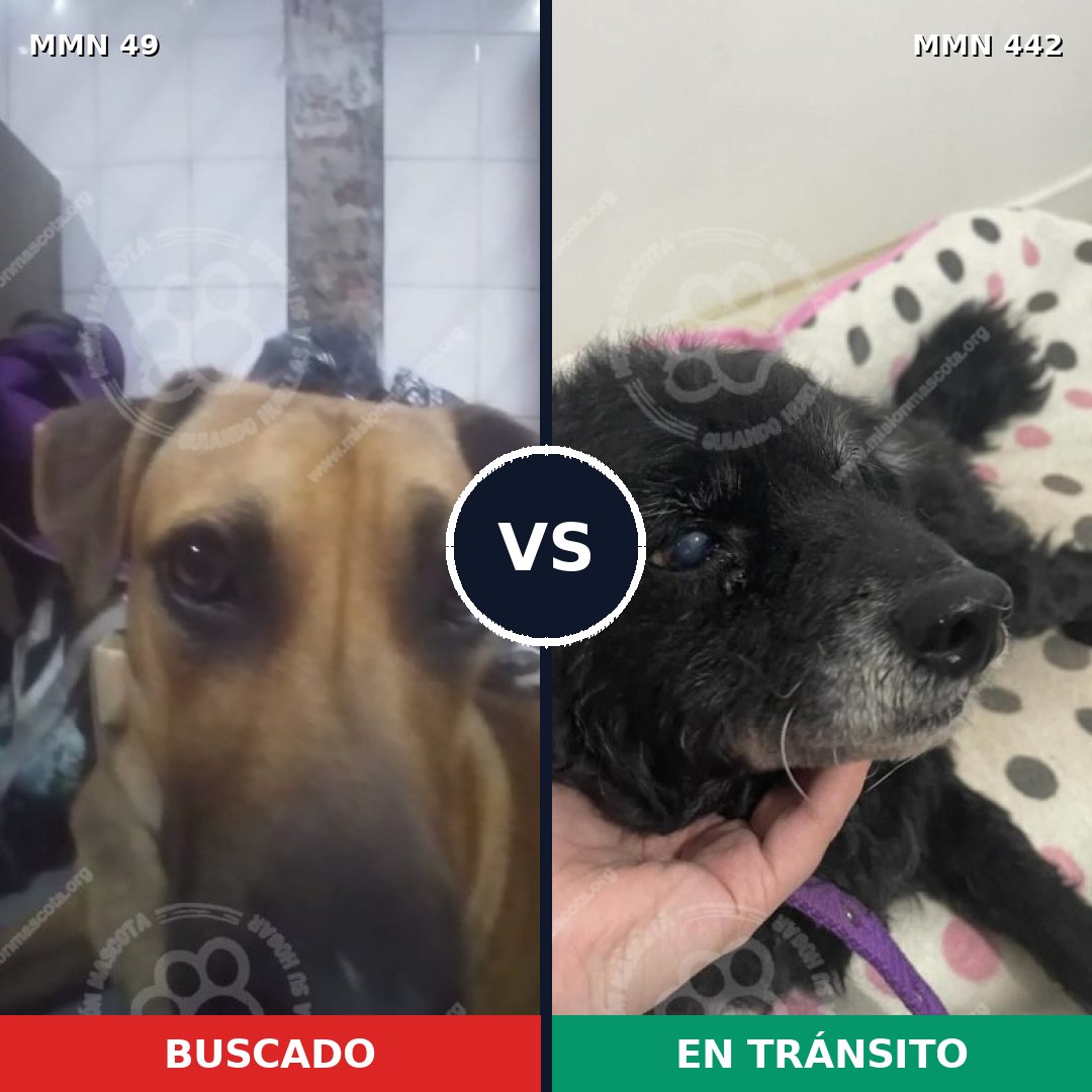Comparativa MMS 1986: mascota perdida y mascota encontrada, 54% de similitud