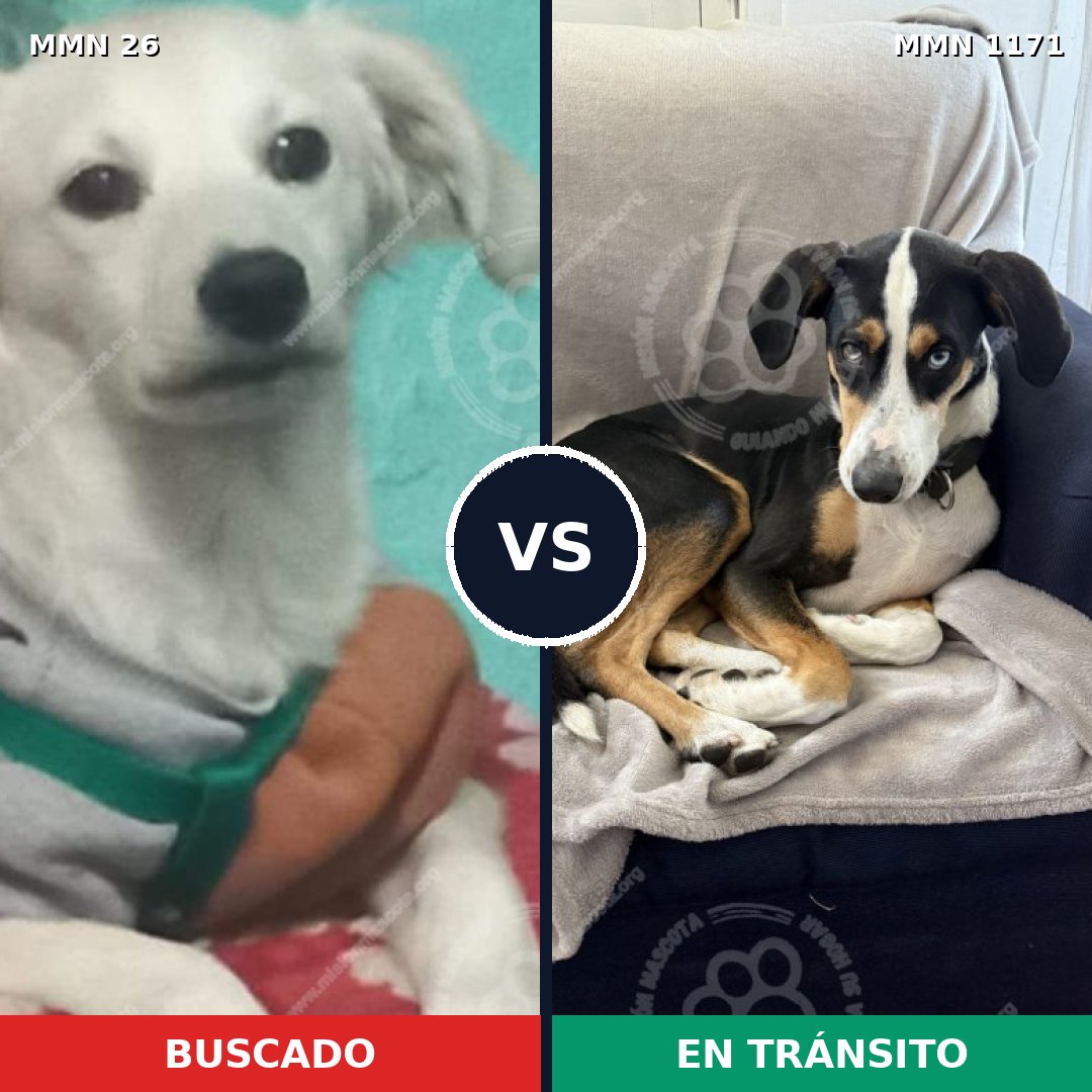 Comparativa MMS 19860: mascota perdida y mascota encontrada, 53% de similitud