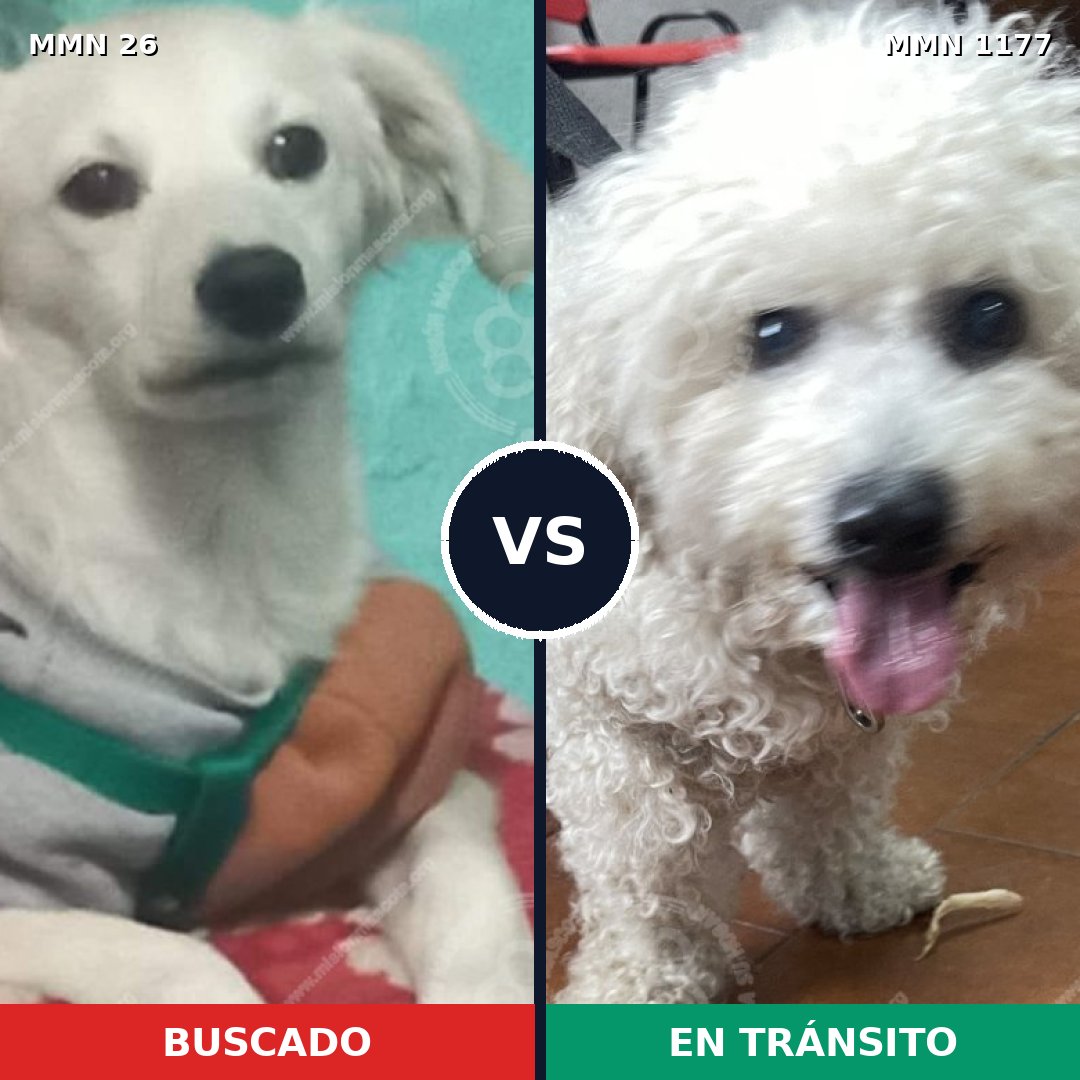 Comparativa MMS 19861: mascota perdida y mascota encontrada, 43% de similitud