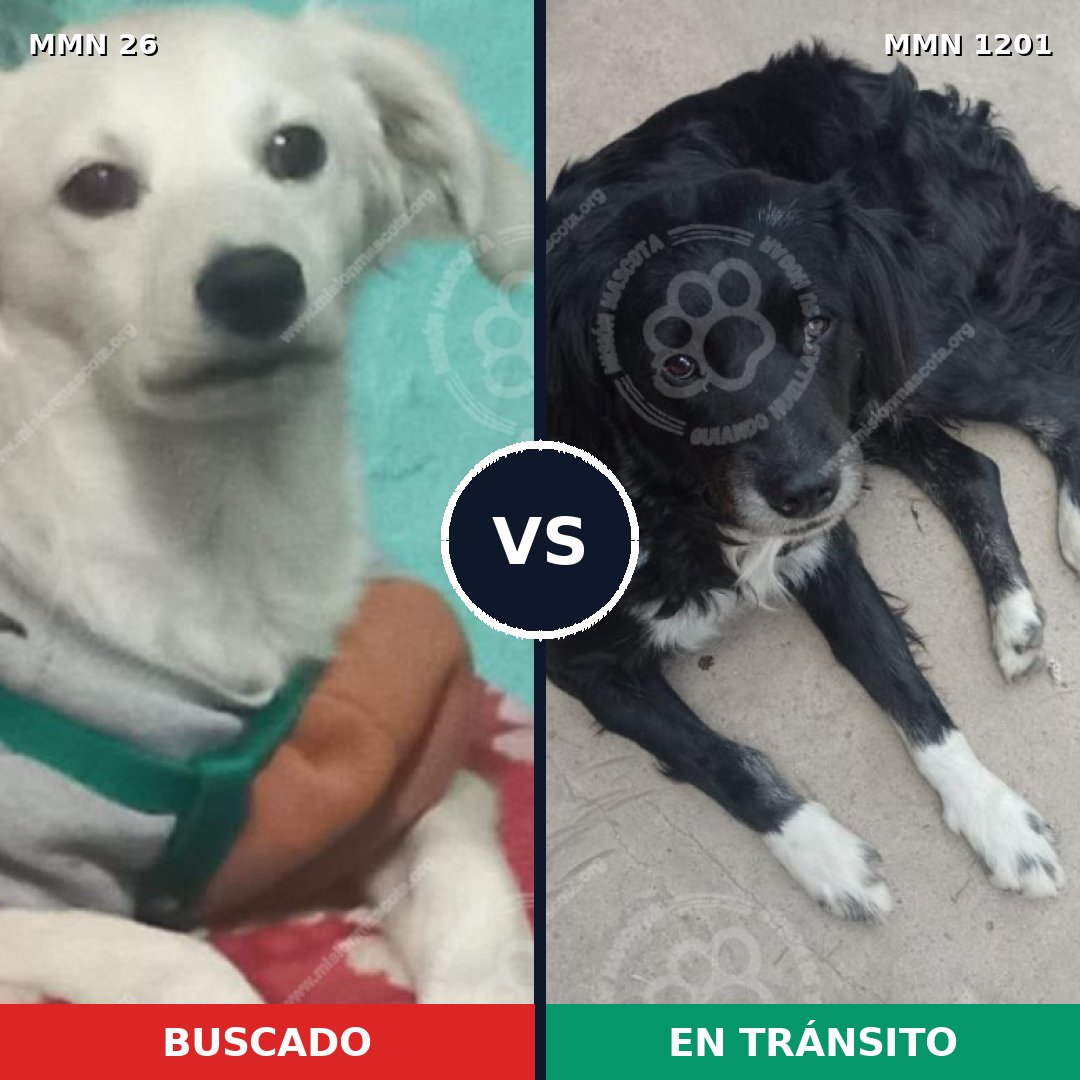 Comparativa MMS 19863: mascota perdida y mascota encontrada, 45% de similitud