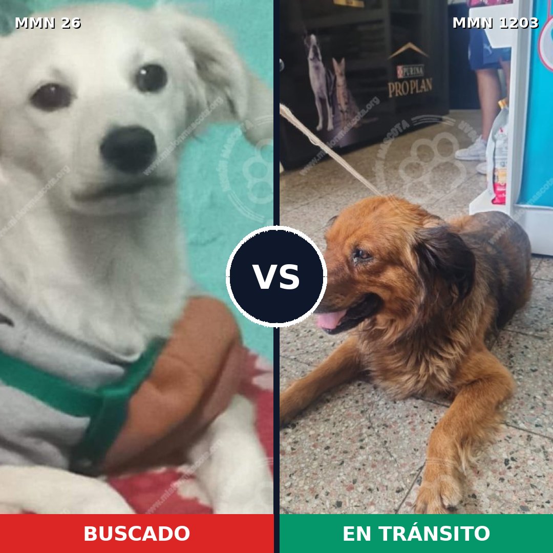 Comparativa MMS 19864: mascota perdida y mascota encontrada, 54% de similitud