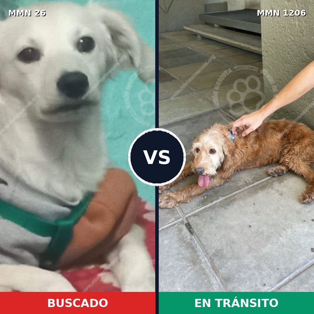Comparativa MMS 19865: mascota perdida y mascota encontrada, 60% de similitud