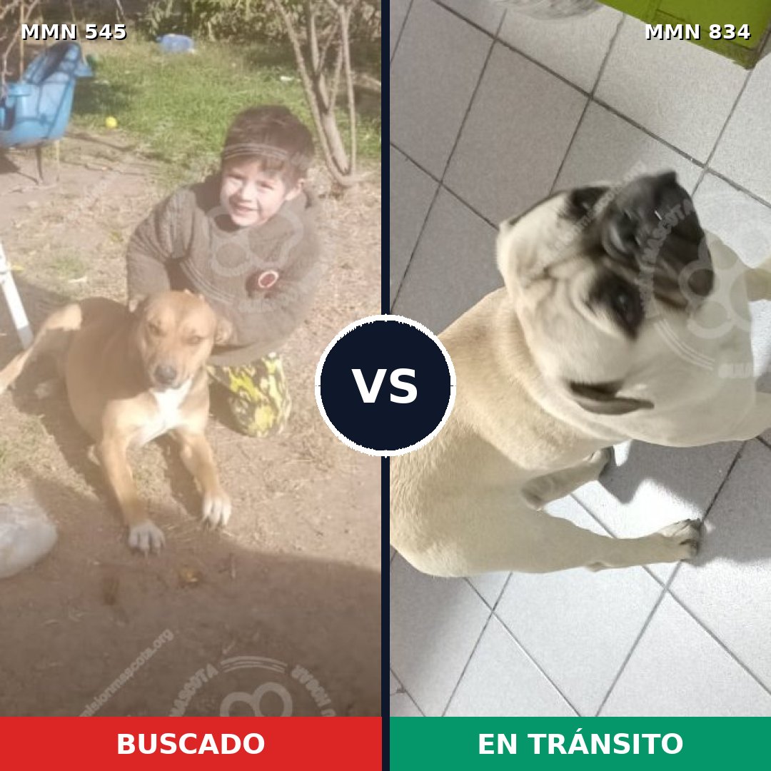 Comparativa MMS 19867: mascota perdida y mascota encontrada, 42% de similitud