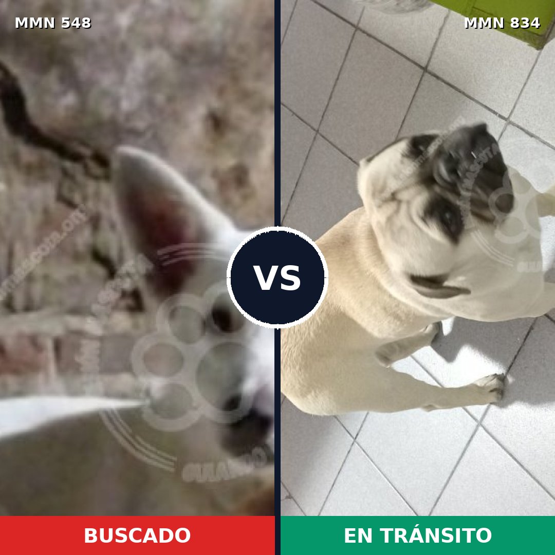Comparativa MMS 19869: mascota perdida y mascota encontrada, 37% de similitud