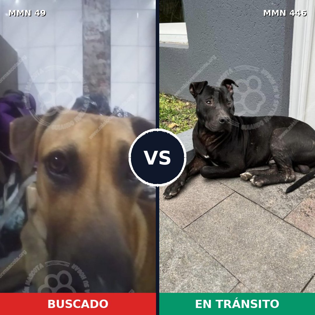 Comparativa MMS 1987: mascota perdida y mascota encontrada, 59% de similitud
