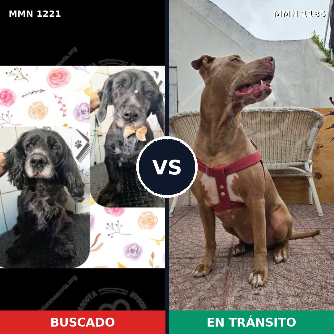 Comparativa MMS 19871: mascota perdida y mascota encontrada, 39% de similitud