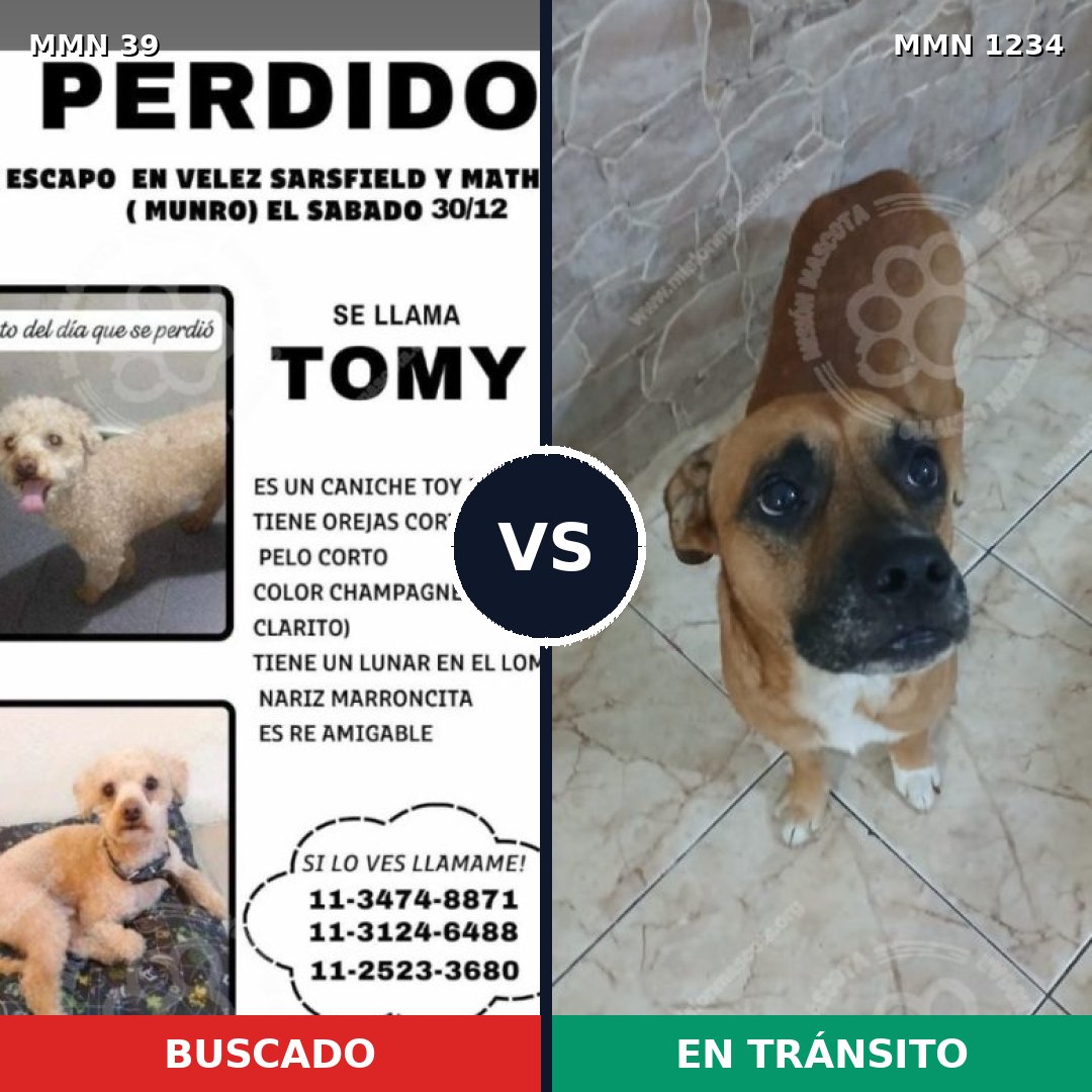 Comparativa MMS 19875: mascota perdida y mascota encontrada, 22% de similitud