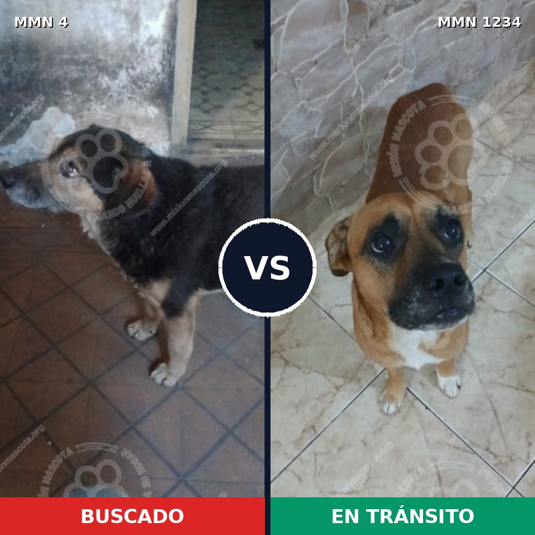 Comparativa MMS 19877: mascota perdida y mascota encontrada, 50% de similitud