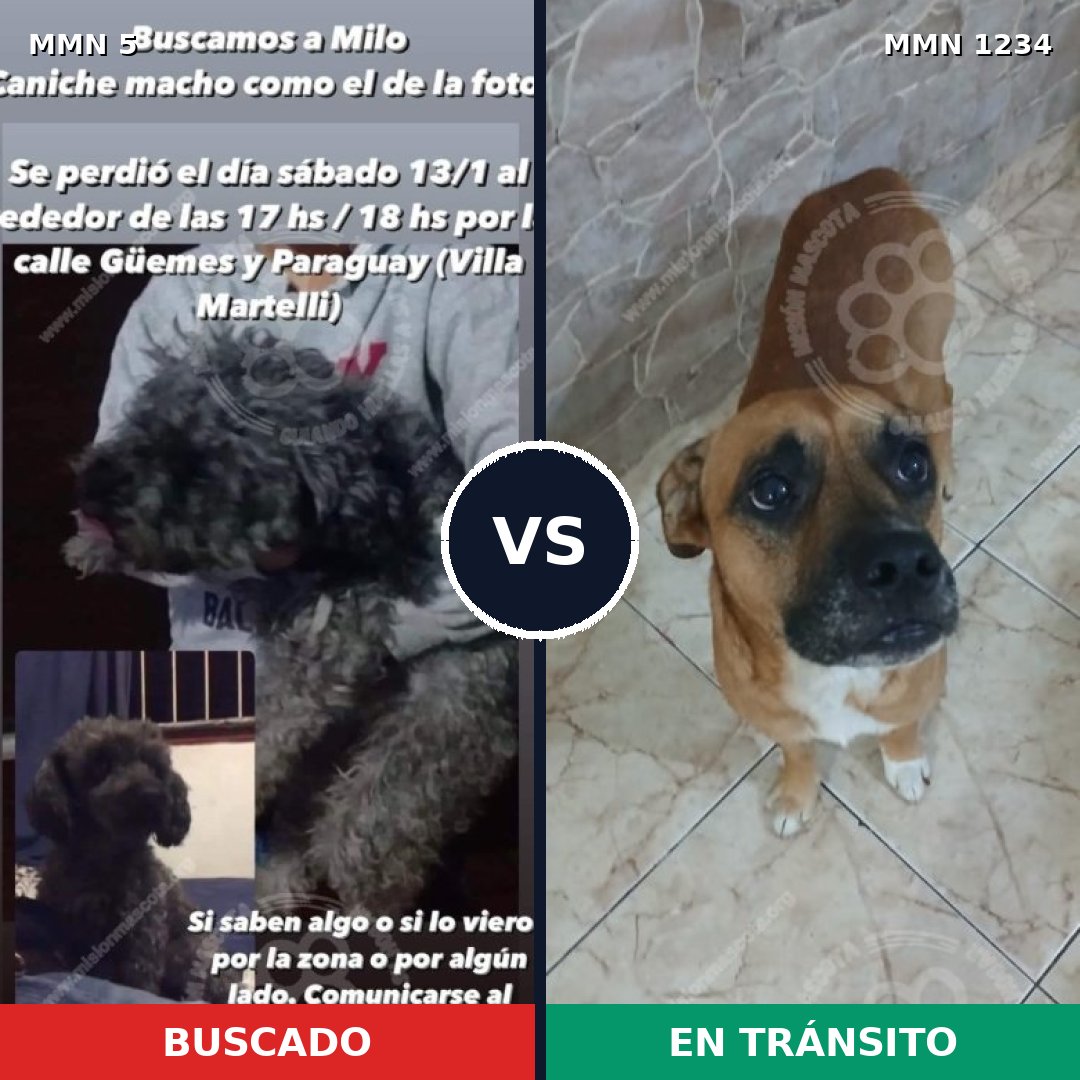 Comparativa MMS 19878: mascota perdida y mascota encontrada, 27% de similitud