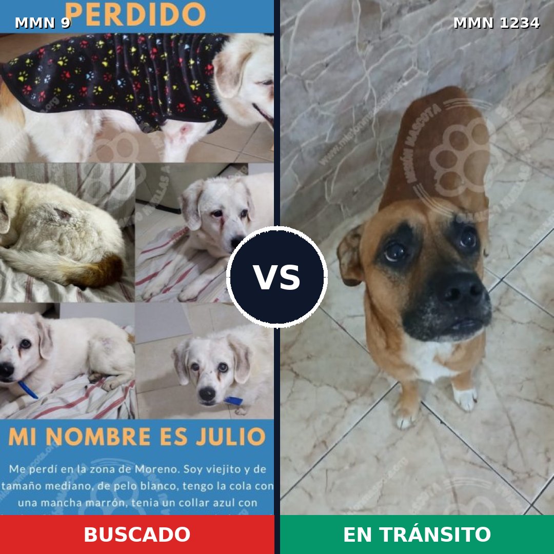 Comparativa MMS 19879: mascota perdida y mascota encontrada, 56% de similitud