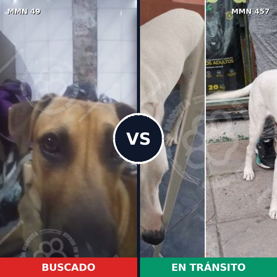Comparativa MMS 1988: mascota perdida y mascota encontrada, 63% de similitud
