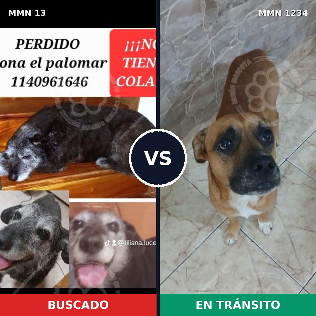 Comparativa MMS 19881: mascota perdida y mascota encontrada, 50% de similitud
