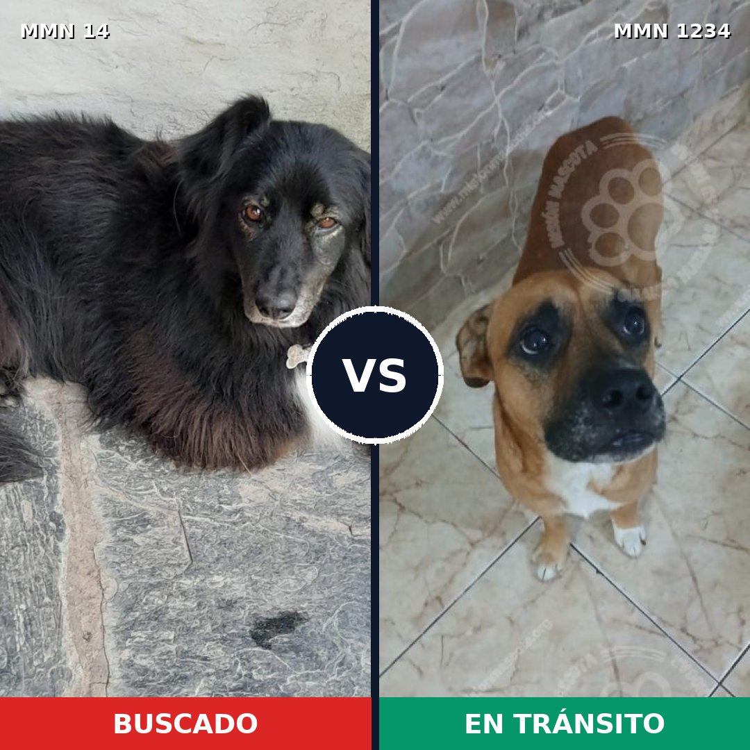 Comparativa MMS 19882: mascota perdida y mascota encontrada, 65% de similitud