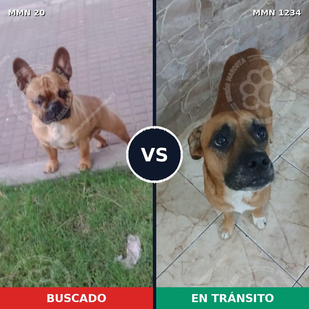 Comparativa MMS 19884: mascota perdida y mascota encontrada, 18% de similitud