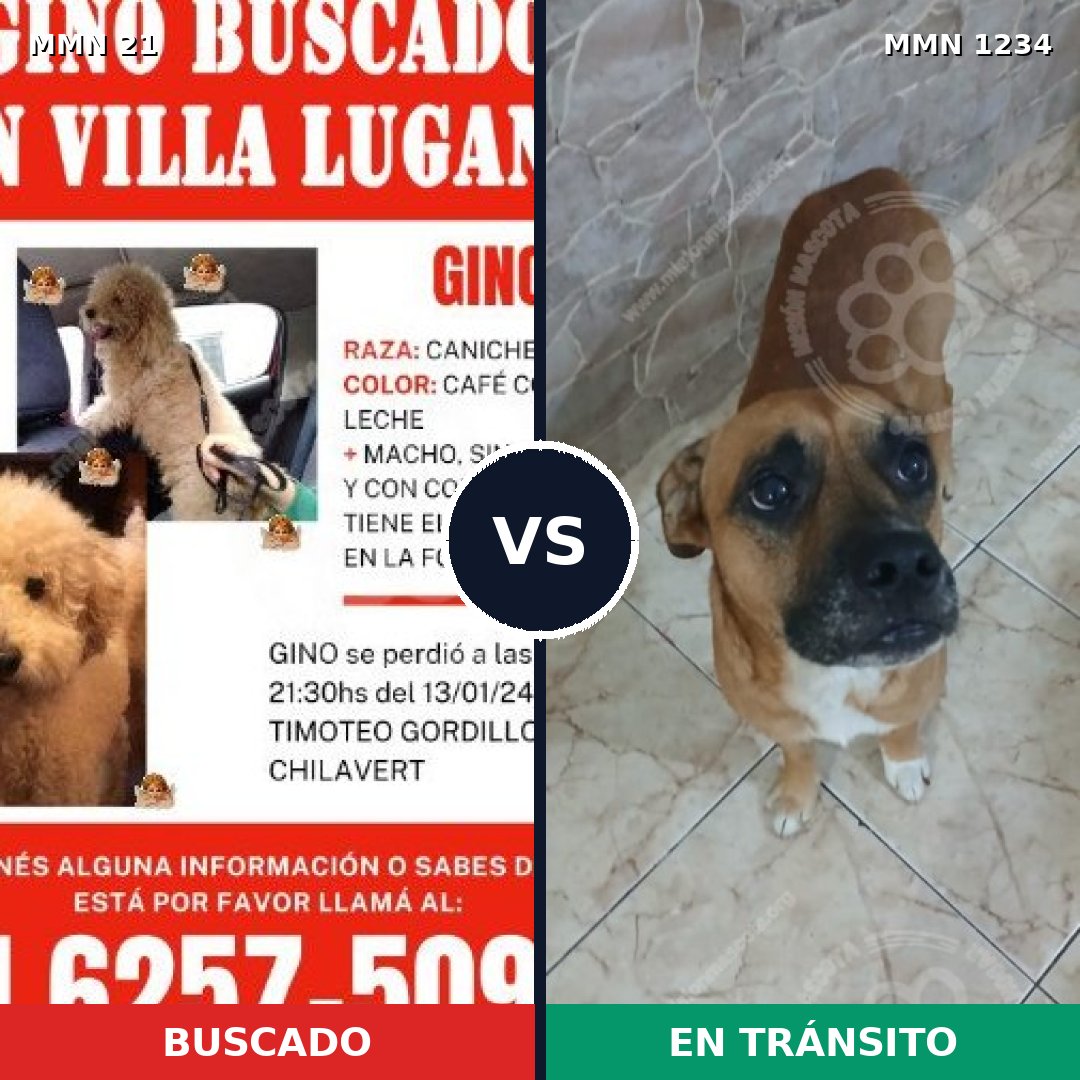 Comparativa MMS 19885: mascota perdida y mascota encontrada, 24% de similitud