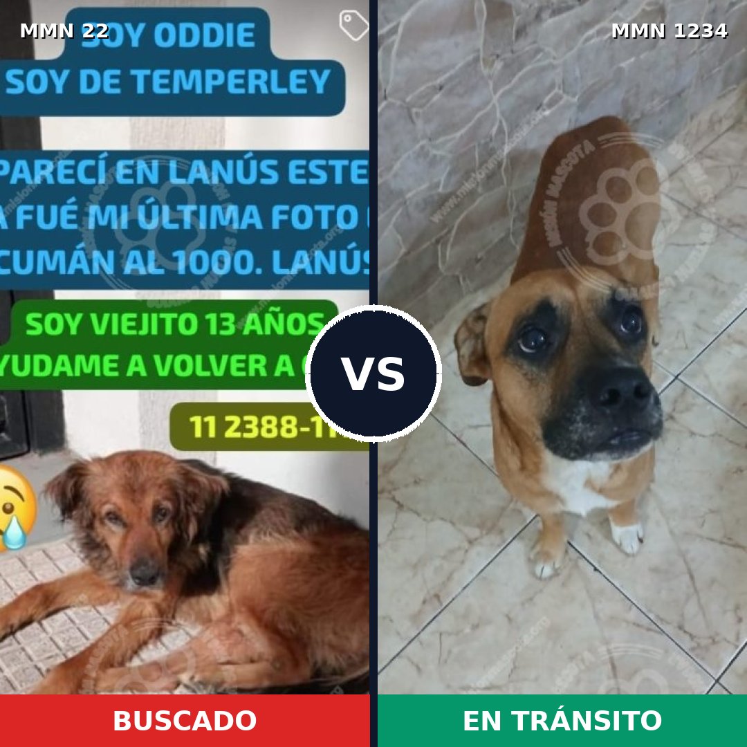 Comparativa MMS 19886: mascota perdida y mascota encontrada, 52% de similitud