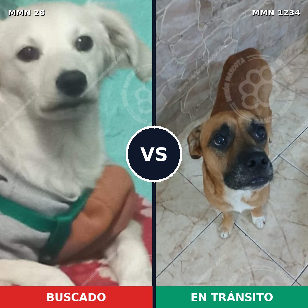 Comparativa MMS 19887: mascota perdida y mascota encontrada, 45% de similitud